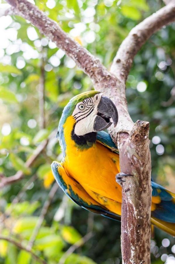 Hotel - Granja De Animales San Basilio De Palenque San Basilio del Palenque Ngoại thất bức ảnh