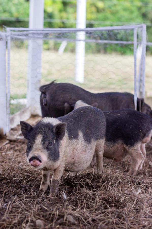 Hotel - Granja De Animales San Basilio De Palenque San Basilio del Palenque Ngoại thất bức ảnh