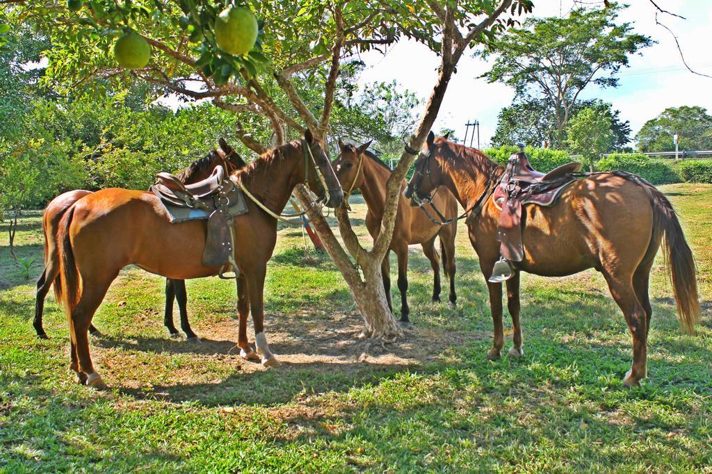 Hotel - Granja De Animales San Basilio De Palenque San Basilio del Palenque Ngoại thất bức ảnh